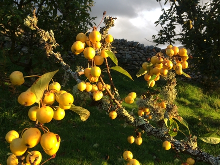 Crab Apples