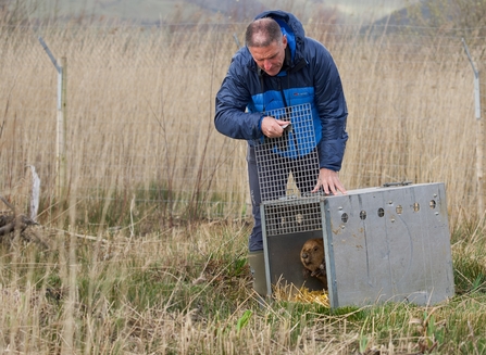 Beaver release at Cors Dyfi Nature Reserve by Iolo Williams