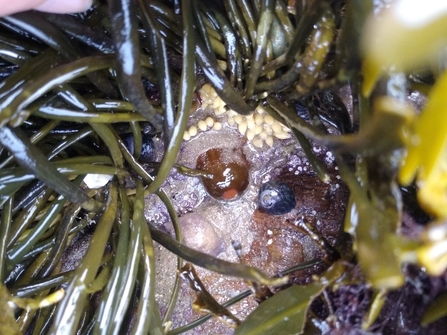 a mix of marine life with dog whelk eggs
