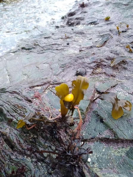 various sea snails on Rhosneigr 