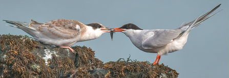 An arctic tern, a sea bird with bright red legs and beak, and a black cap on a white body, with grey wing feathers. It is stood on a seaweed covered rock, and passing a sand eel in it's beak, to a chick almost the same size as it, but without the distinct colouring of the adult.