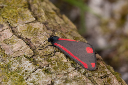 Cinnabar moth (c) Vaughn Matthews