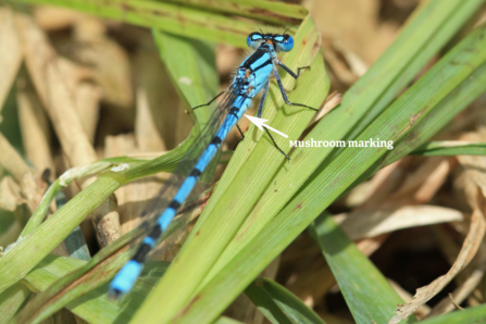 Common blue damselfly © Vicky Nall