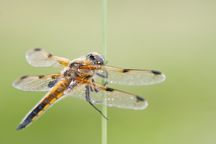 Four-spotted chaser (c) Ross Hoddinott2020VISION