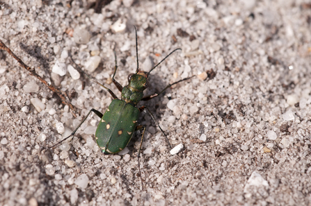 Green tiger beetle ©Ross Hoddinott2020VISION