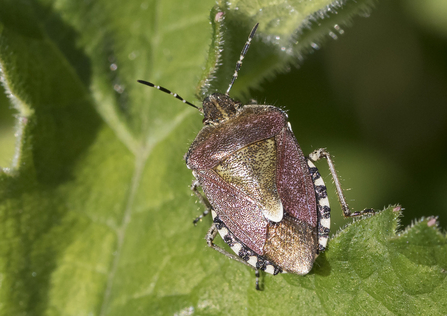 Hairy shield bug (c) Chris Lawrence
