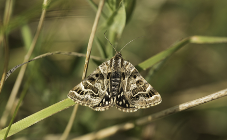 Mother Shipton moth © Janet Packham