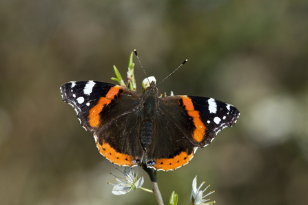 Red admiral ©Guy Edwardes2020VISION