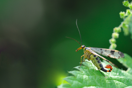 Scorpion fly ©Amy Lewis