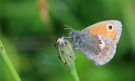 Small heath butterfly © Wendy Carter