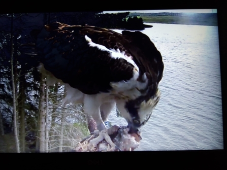 Osprey at Brenig