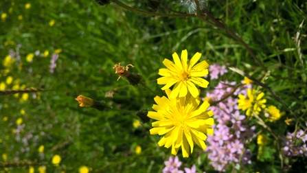 Stand for Nature web 4