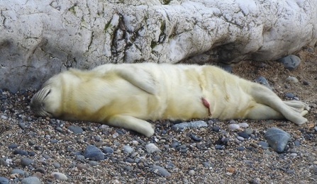 newly born grey seal pup - Paul Board