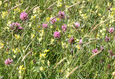 Hay rattle and red clover