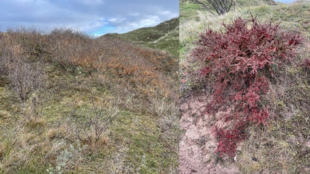 Two patches of cotoneaster currently undergoing control treatment with the aim of removal, treatment funded through Sands of LIFE project. ©Jess Minett