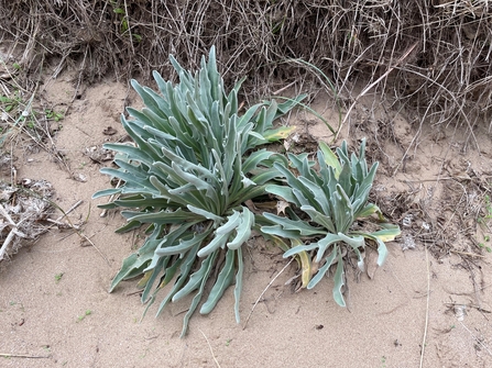 Sea Stock found on Kenfig National Nature Reserve