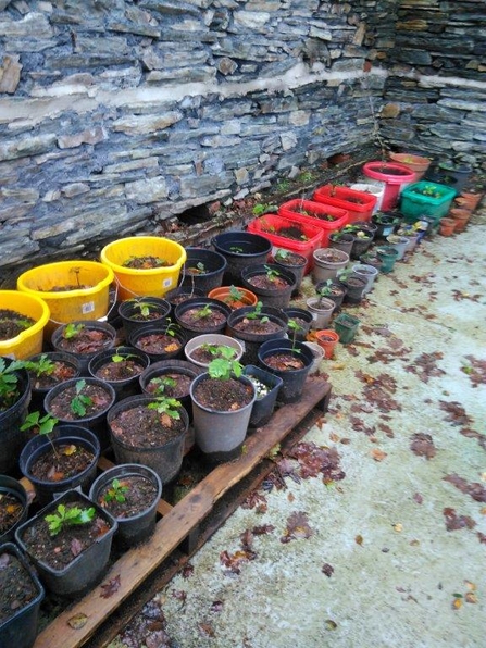 Tree nursery