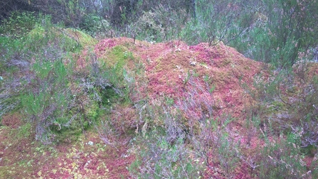 Sphagnum