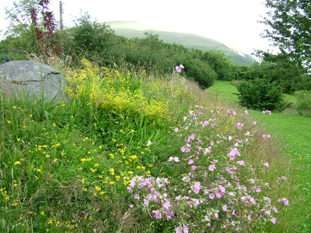 Garden meadow