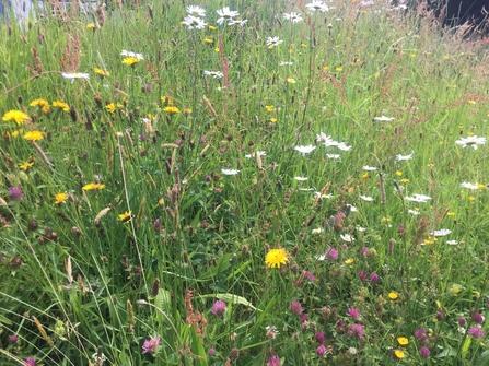 Anna's wildflower bank - June 2021