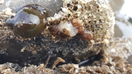 Onchidoris bilamellata making eggs ©NWWT