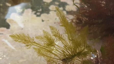 Hen pen (Bryopsis sp.) ©NWWT