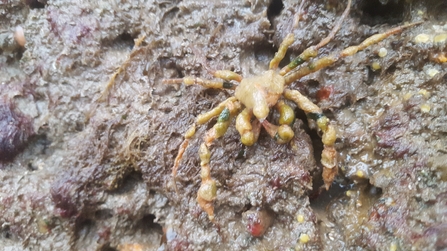 Scorpion spider crab perhaps/cranc heglog (Inachus dorsettensis) ©NWWT