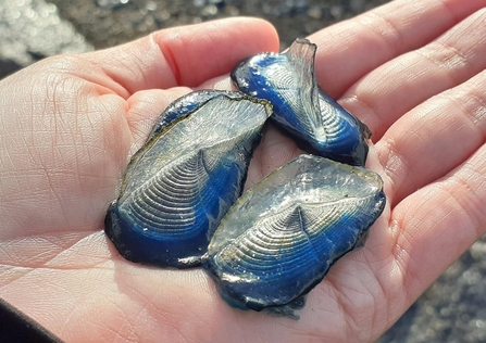 by-the-wind sailors/hwyl fôr (Vellela vellela) ©Tywyn Beach Guardians