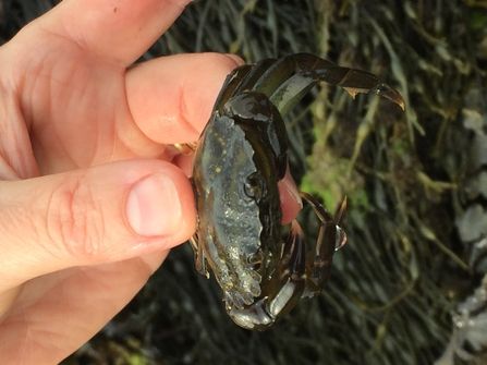 Shore crab/cranc gwyrdd (Carcinus maenas) ©David Leask