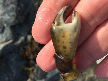 Shore crab v trout/cranc gwyrdd neu sewin ©David Leask