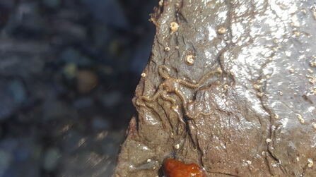 Shoresearch Cymru rocky shore surveys July 2021 | North Wales Wildlife ...