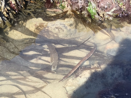 Greater pipefish/pibell fôr fawr (Syngnathus acus) ©Molly Jones