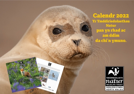 Welsh Calender offer