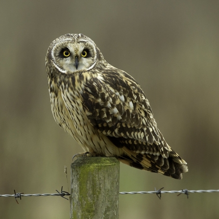 Short-eared owl