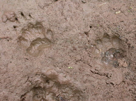 Mammal mysteries | North Wales Wildlife Trust