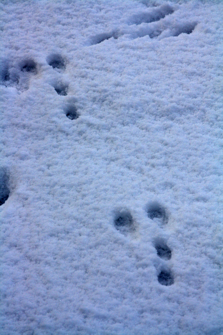 Rabbit Tracks