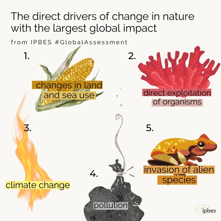 Pum prif sbardun newid byd-eang mewn byd natur gan gynnwys rhywogaethau ymledol ('invasion of alien species'). - ©IPBES (2021)