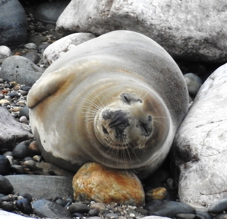 Seal moutling around face ©Paul Board