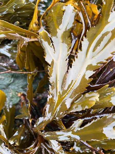 serrated wrack/gwymon danheddog (Fucus serratus) ©Reece Halstead