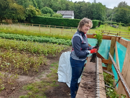 Tree nursery creation using a traditional lining-out Board planting ...