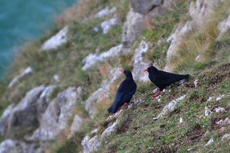 A pair of choughs, a type of crow often found in coastal areas, with a pitch black body and bright red beak and legs, centre right of the picture. They are stood on a steep cliff with alternating patches of rock and small grassy areas, and the blue/green shade of the sea is just visible out of focus in the top left corner