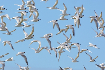 A close up of a large group of sandwich terns, seabirds with white bodies and black cap and beaks. The birds are all in mid flight, from left to right of screen, against a pale blue clear sky.