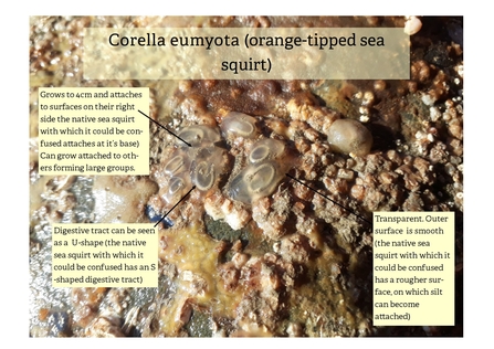 Corella eumyota ID features - NWWT