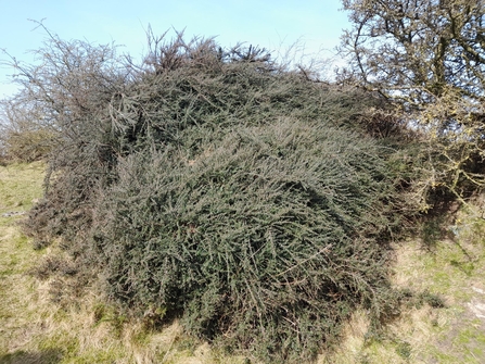 Cotoneaster 