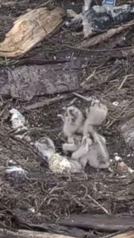 Osprey chick