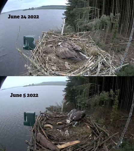 Osprey at Brenig