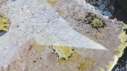 black-footed limpets and pink encrusting algae ©NWWT