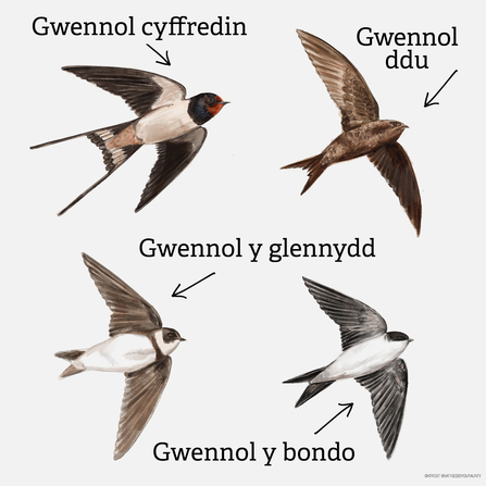 Swift swallow martin identification