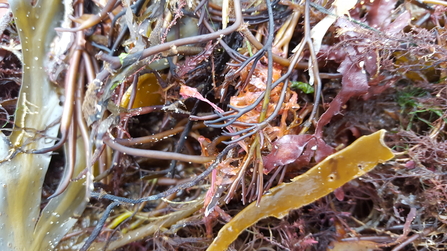 Colourful strandline algae NWWT