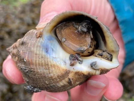 Common whelk/cragen foch fwyaf (Buccinum undatum) Teja Entwhistle